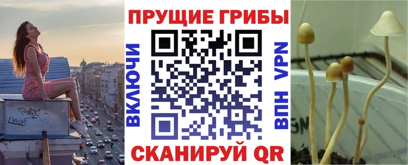 Псилоцибиновые грибы Cubensis  Купить где  Белоозёрский 